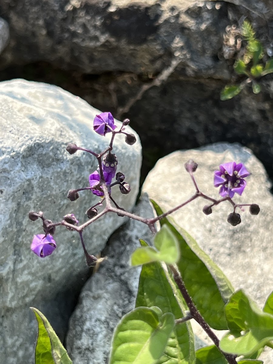 Bittersweet Nightshade