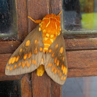 Moth