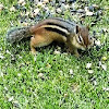 Eastern Chipmunk