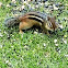 Eastern Chipmunk