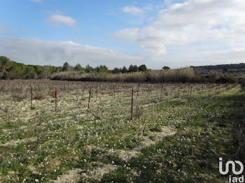 terrain à Sigean (11)