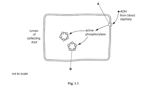 Control of water content - osmoregulation