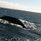 Ballena Franca Austral