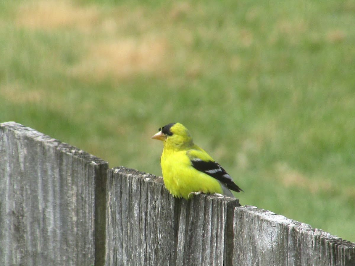 American Goldfinch