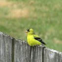 American Goldfinch