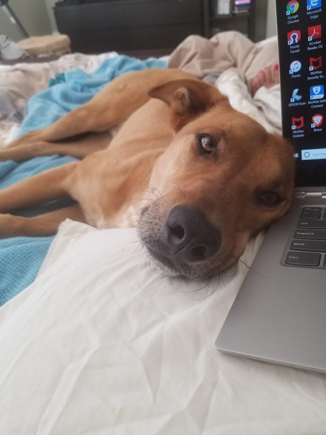 dog lying next to laptop