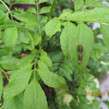 Common Mormon caterpillar