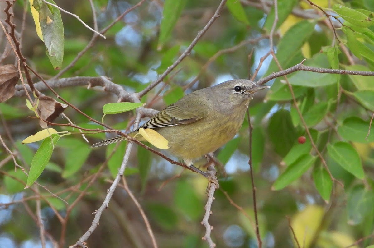 Orange-crowned warbler