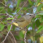 Orange-crowned warbler