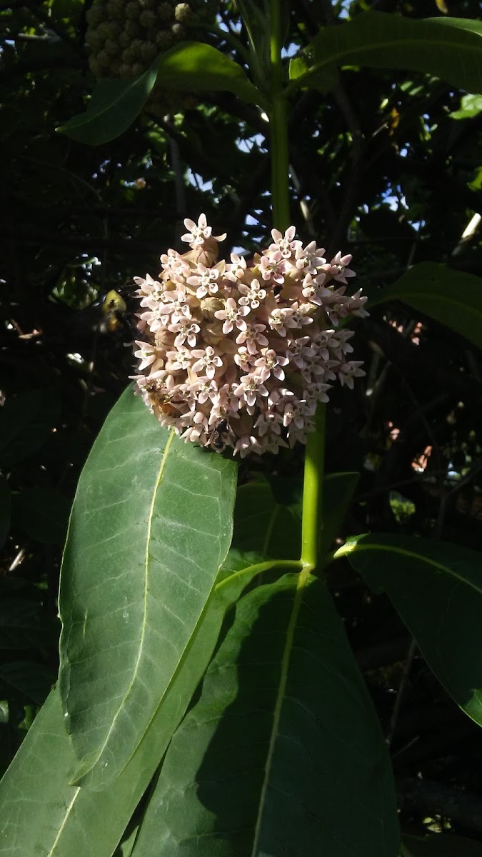 Milkweed