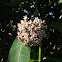 Milkweed