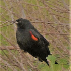 Red winged black bird