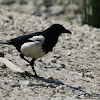 Eurasian Magpie