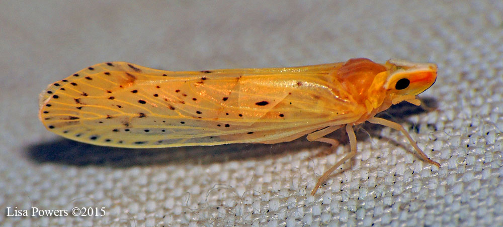 Derbid Planthopper