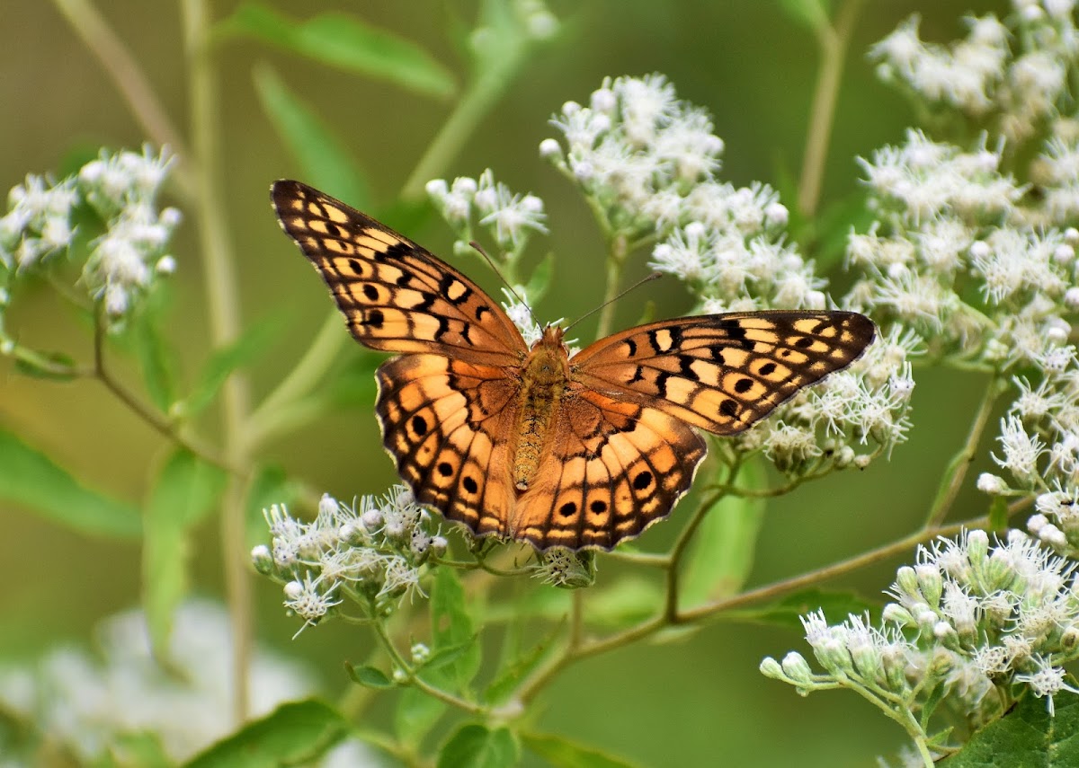 Variegated fritillary