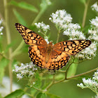 Variegated fritillary