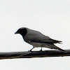 Black Faced Cuckoo-Shrike