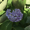 Purple top Vervain Flower