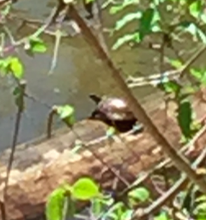 Eastern Painted Turtle