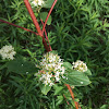 Red-osier Dogwood