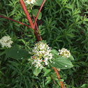 Red-osier Dogwood