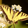 Eastern Tiger Swallowtail Butterfly