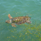 Loggerhead sea turtle