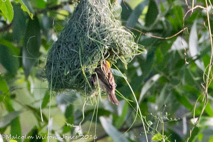 Baya Weaver