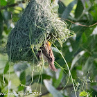 Baya Weaver