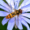 Marmalade Hoverfly