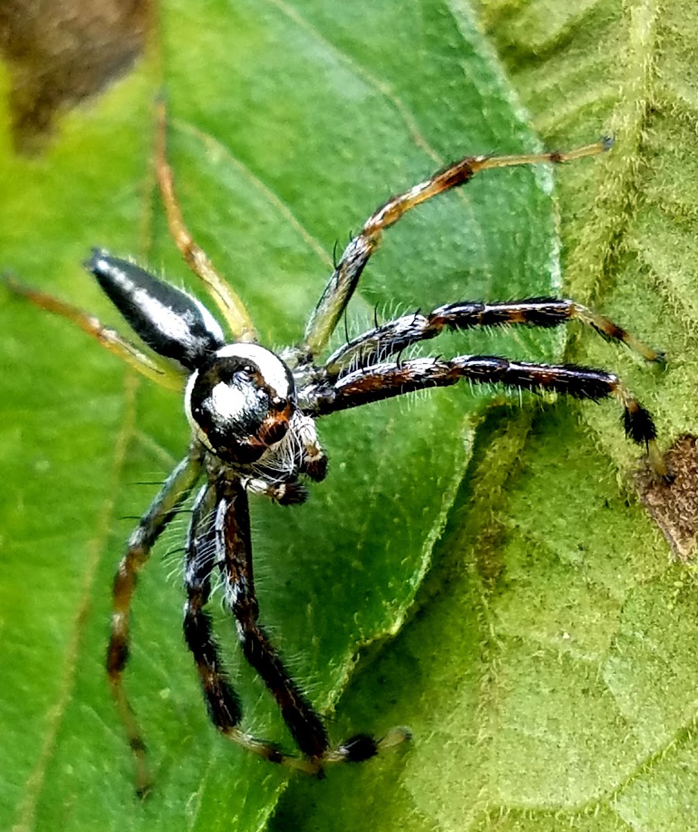 Jolly telamonia spider