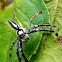 Jolly telamonia spider