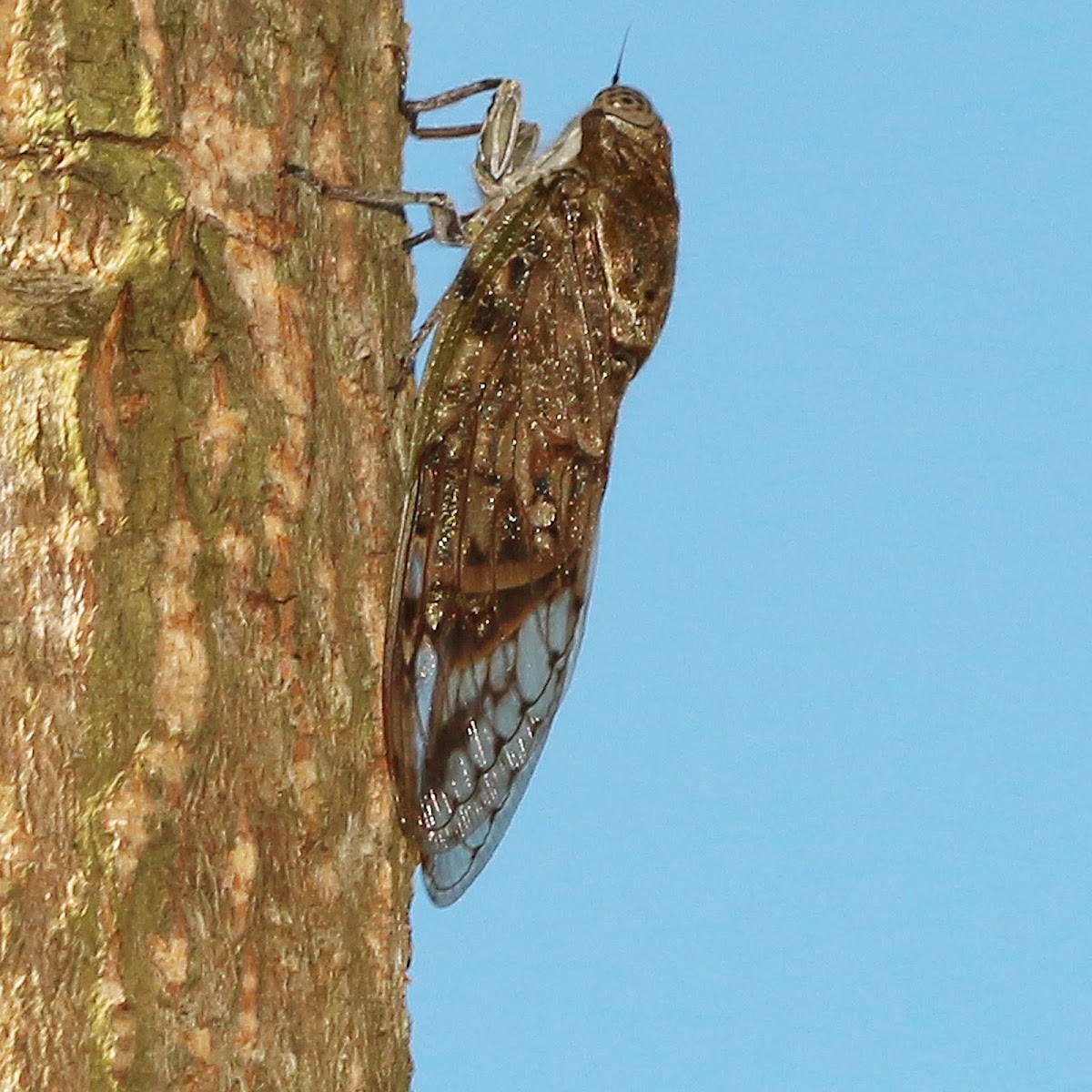 Cicada