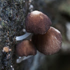 Pluteus