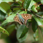 Long-tailed Skipper Butterfly