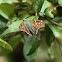 Long-tailed Skipper Butterfly