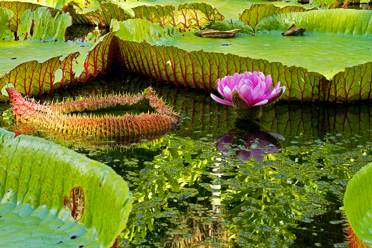 O-Maggio a Monet... di Francesca Malavasi