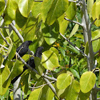 Smooth-billed Ani