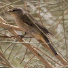 Chiffchaff