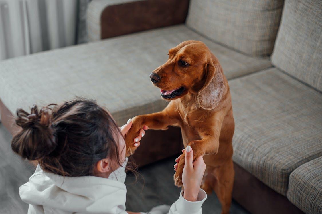 Free Side view of unrecognizable female owner with dark hair sitting on floor near couch and holding paws of loyal calm brown Labrador while resting together at home Stock Photo