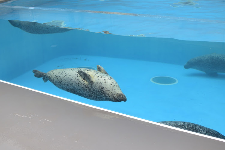 CX-5のドライブ・海・土用の丑の日・加茂水族館・fuxxin' COVID-19に関するカスタム事例の投稿画像18枚目