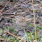 Song Sparrow