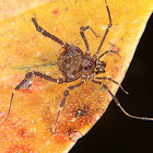 Tropical harvestman