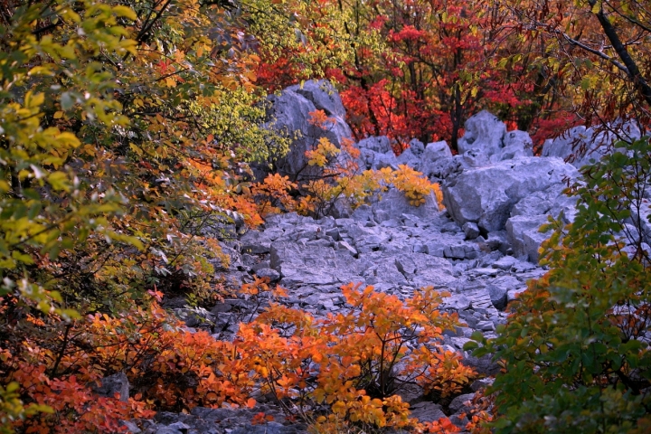 Colori Autunnali carsici di vally64