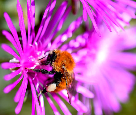 Bee di ph Antonini Massimiliano