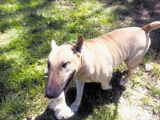 HAPPY CHAP: Bull terrier Benson was advertised as 'free to a good home'