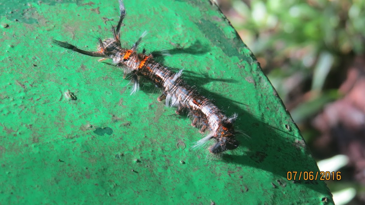 Lappet Moth Caterpillar