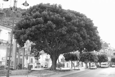 Albero in cita di SalvatoreRusso