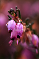 Lings (Calluna Vulgaris) on the First Day of Spring by Judy Florio -   ( spring, pink, tiny, lings, flower )