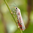 The Bella Moth, or Ornate Bella Moth